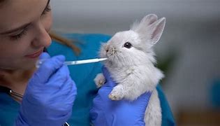 Image result for Cute Baby Rabbits Newborn