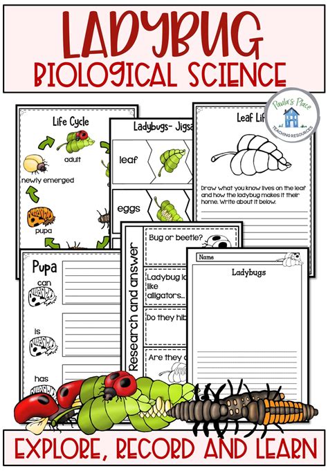 Image result for Ladybug Life Cycle Printable