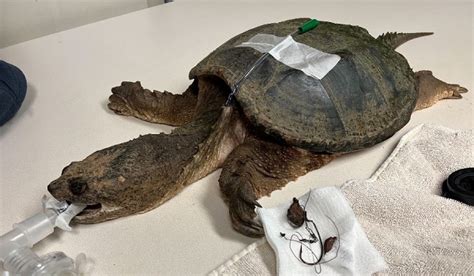 Snapping Turtle Bite 的图像结果