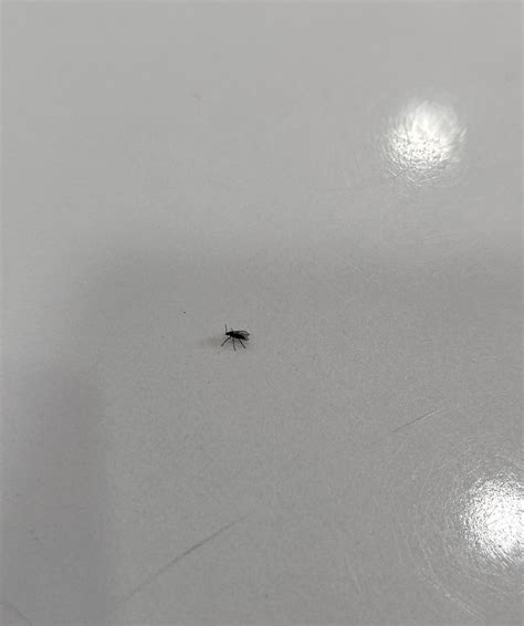 Tiny Black Flying Bugs In Bathroom The Most Common Household Bugs