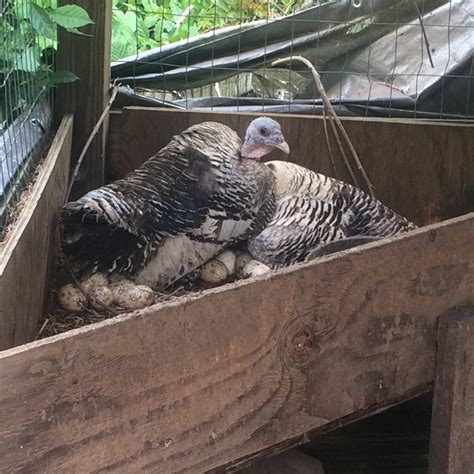 Turkey Nesting 的图像结果