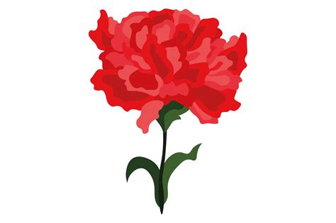 Ohio State Flower - Dianthus Caryophyllus SVG Cut file by Creative ...