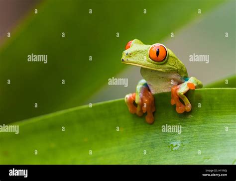 Image result for New Line JavaScript
