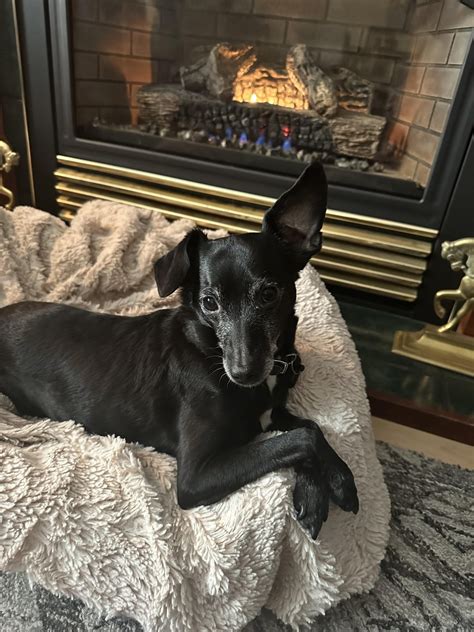 ISO: reputable dachshund breeders on the west coast : r/Dachshund