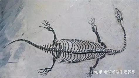 贵州发现完整恐龙化石：解开史前巨兽之谜 - 知乎