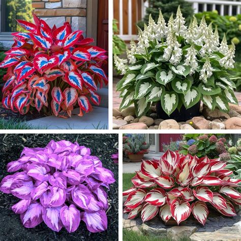 Hosta bulbs, Hosta rhizomes, Hosta plants, Gardening, Excellent ...