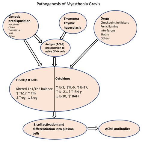 Myasthenia Gravis Pathophysiology