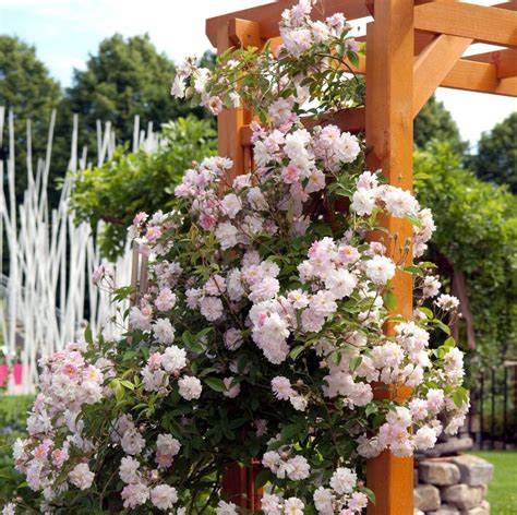 Best Feed For Climbing Roses at Deborah Grant blog