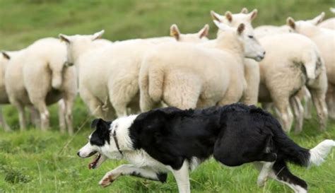牧羊犬为什么会牧羊？牧羊人天生就会牧羊吗？如果不是，它是如何训练获得牧羊技能呢？ - 知乎