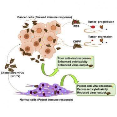 Number of Chandipura virus cases rises to four in Rajasthan, 74 tested ...
