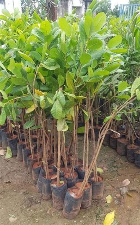 ASPAS Cashew Plant Price in India - Buy ASPAS Cashew Plant online at ...