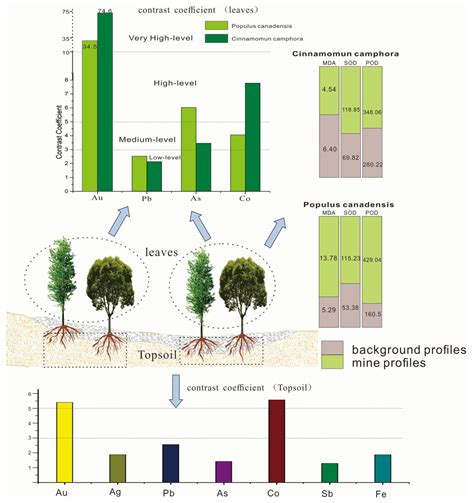 Biogeochemistry of Dominant Plants and Soils in Shewushan Gold ...