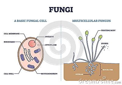 Mold Inspector 的图像结果