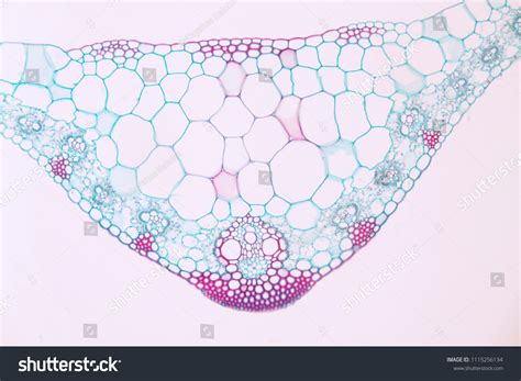 Monocot Leaf Cross Section