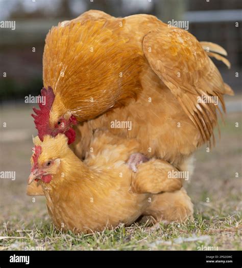 Chickens Mating Process