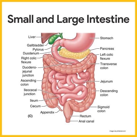 Digestive System Anatomy and Physiology | Intestines anatomy, Human ...