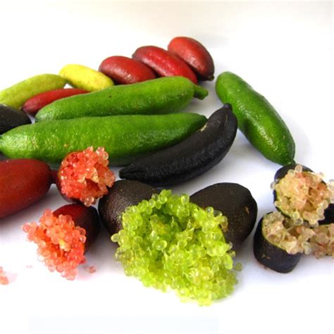 Finger Lime (Citrus australasica) Fruit Plant – veliyathgardens