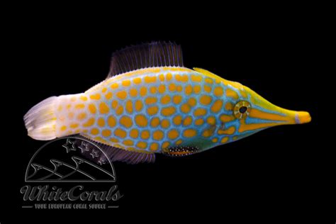 Oxymonacanthus longirostris - Orangeflecken-Feilenfisc - online kaufen