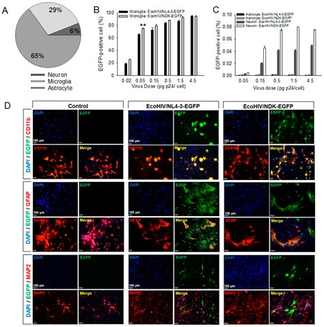 EcoHIV Infection of Primary Murine Brain Cell Cultures to Model HIV ...