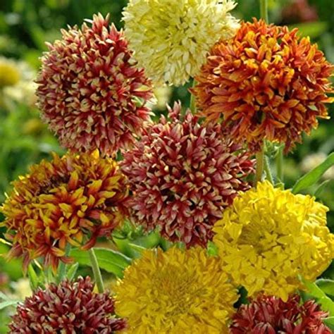 Gaillardia double mix – Organic Prabha Store