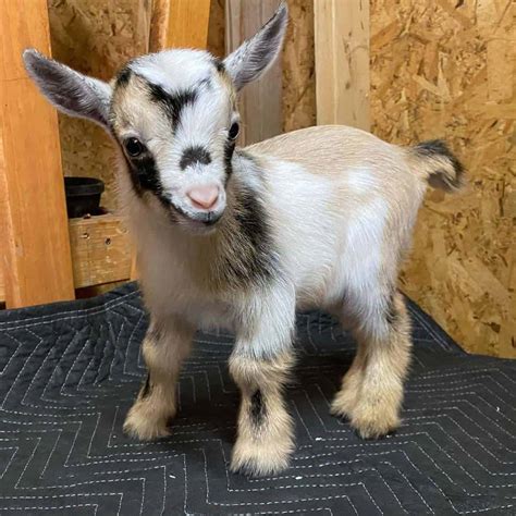 Baby Miniature Goat