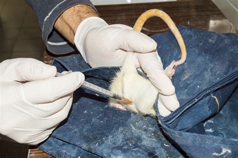 Image result for Mouse Peritoneal Injection