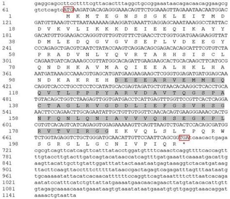 The Role of Z Chromosome Localization Gene psmd9 in Spermatogenesis of ...