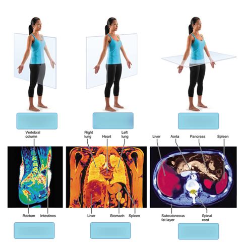 Image result for Module 7 Labeling Activity