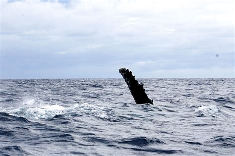 Why Do Whales Do That? Humpback Whale Behavior in Tonga — The Greenest Blue