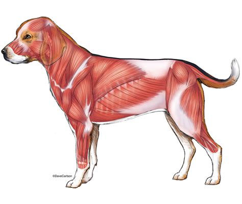 Dog - Superficial Muscles | Carlson Stock Art