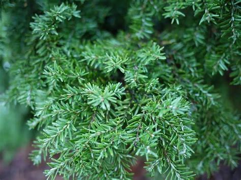 Image result for CT Pine Tree