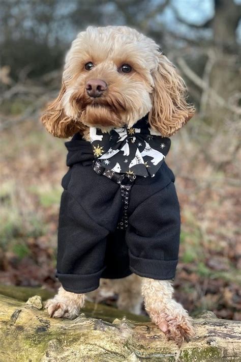 Image result for Toy Cockapoo Adult