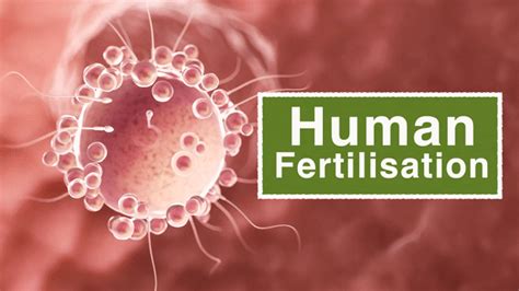 Image result for Human Fertilisation