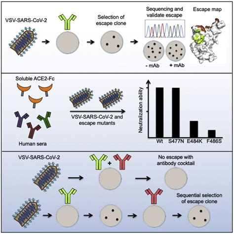 Polyclonal Vs Monoclonal Antibody