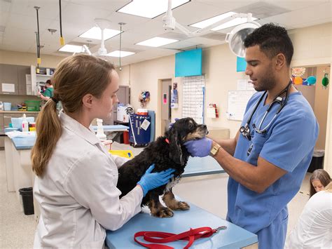 Veterinary Education Needed at Martha Gonzalez blog