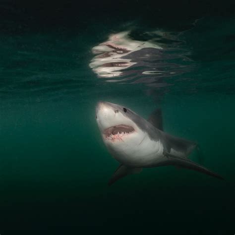Brian Skerry | Photo by @BrianSkerry I had an unexpected encounter with ...