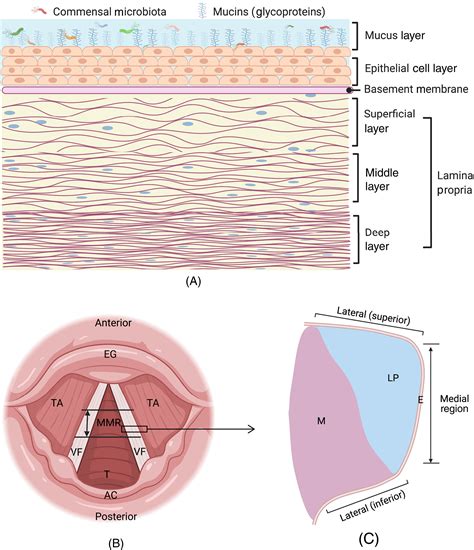 Vocal Fold Layers