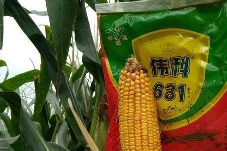 伟科702和隆平206玉米种哪个更高产