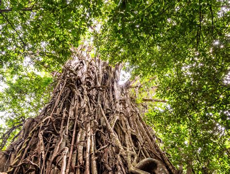 Strangler Fig Tree Strangler Figs: What YOU Need To Know! Trees That