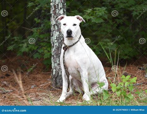 Pitbull Lab Mix Puppy White at Lynn Walker blog