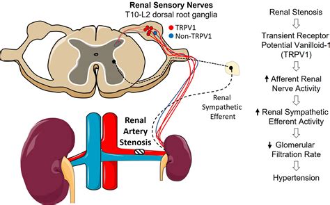 Glomerular Vascular Pole