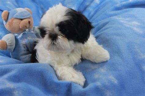 Shih Tzu Puppies in Northern New Jersey