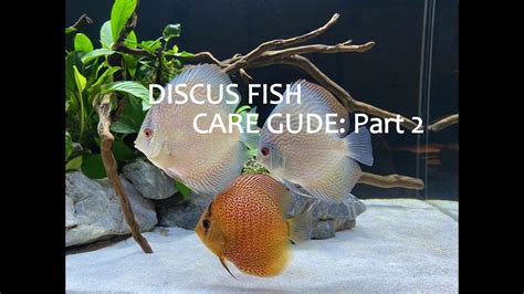 Image result for Discus Fish Water Conditions