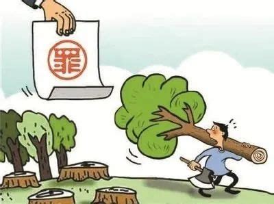 陕西秦岭山区的树木被大量砍伐，村民卖树赚钱，这样做有问题吗？ - 哔哩哔哩