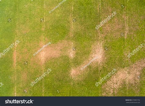 Natural Grass Field 的图像结果
