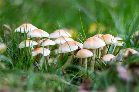 The 8 Different Types of Lawn Mushrooms - A-Z Animals