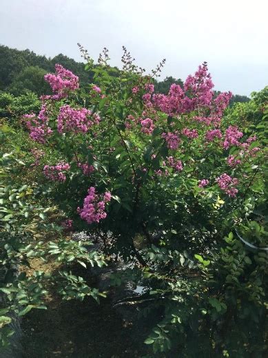 紫薇优良品种--湖北省林业科学研究院