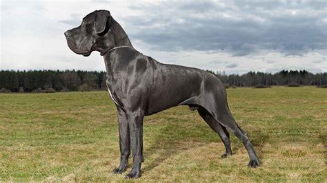 9 Biggest Dog Breeds In The World EN Pet YOLO