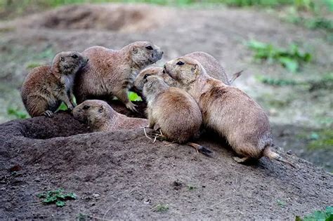 Image result for Domesticated Prairie Dogs