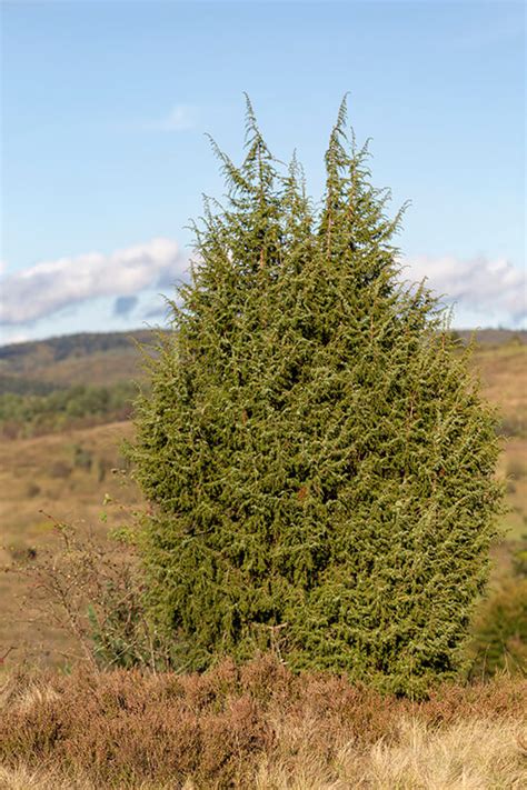 Image result for Juniper Tree Pollen Exploding